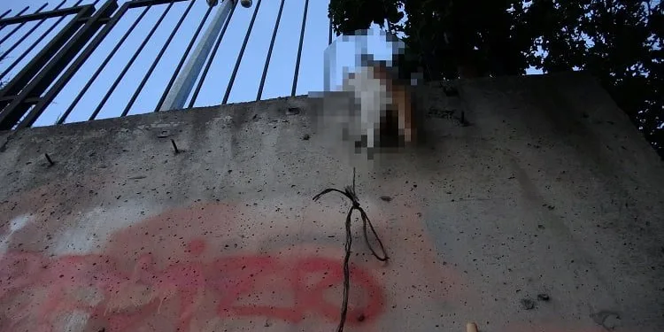 İstanbul’da vahşet! Boğazına ip bağlayıp asarak öldürdüler
