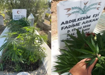 Anneanne ve dedesinin mezarına kenevir ekti