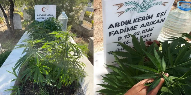 Anneanne ve dedesinin mezarına kenevir ekti