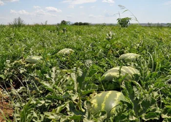 Bursa Karacabey’de karpuz hasadı başlıyor