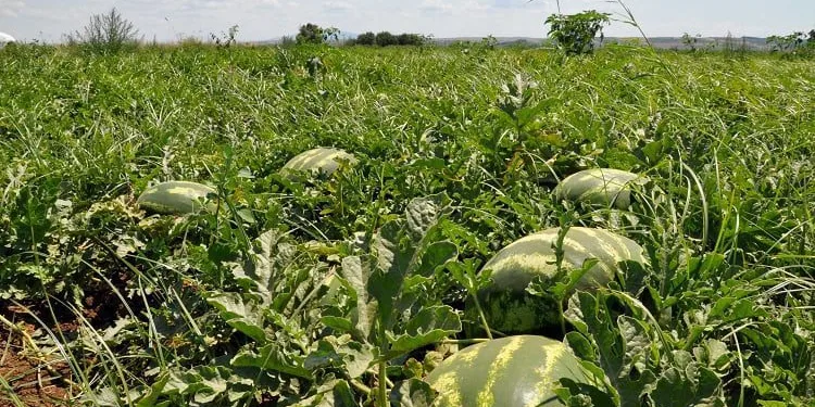 Bursa Karacabey’de karpuz hasadı başlıyor