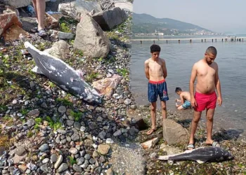 Bursa’da ölü yavru yunus balığı kıyıya vurdu