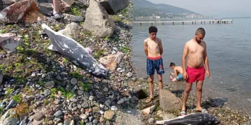 Bursa’da ölü yavru yunus balığı kıyıya vurdu