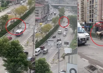 Bursa’da başıboş atlar trafiği birbirine kattı