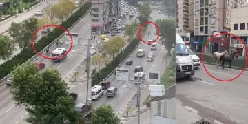 Bursa’da başıboş atlar trafiği birbirine kattı