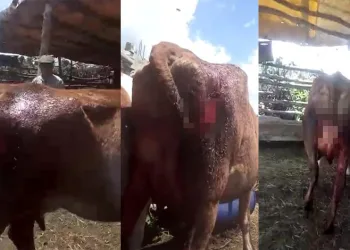 Otlatmaya bıraktığı ineklerinin kuyrukları kesildi