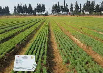 Yanan ormanlar 3 yöntemle ağaçlandırılacak