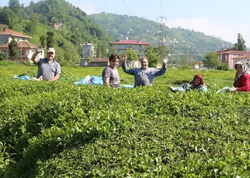 Çay ve fındık göçüyle vakalar yüzde 400 arttı