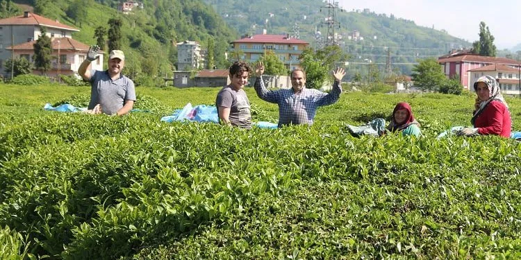 Çay ve fındık göçüyle vakalar yüzde 400 arttı