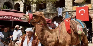 Koza Han’da develi koza mezadı