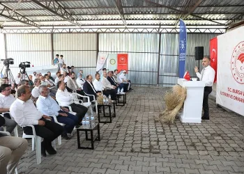 Bursa’da siyez buğdayı ve çörek otunda hasat zamanı