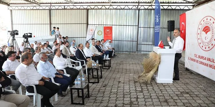 Bursa’da siyez buğdayı ve çörek otunda hasat zamanı