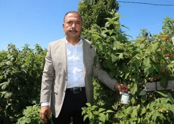 Bursa Orhaneli’de sirke sineğine karşı köylülere tuzak dağıtıldı