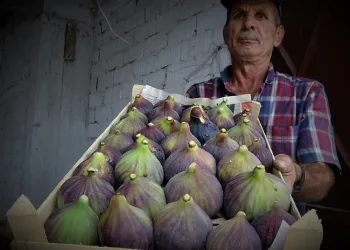 Dünyada sadece Bursa’nın 40 köyünde yetişiyor