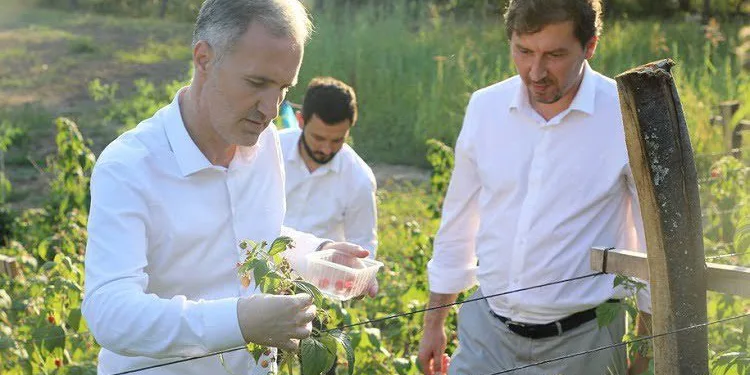 Bursa İnegöl’de ahududu hasadı başladı