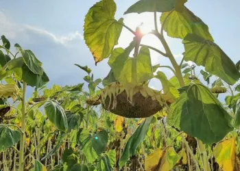 Tescilli ay çekirdeği hasadı başladı