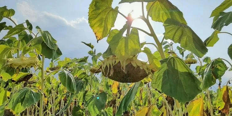 Tescilli ay çekirdeği hasadı başladı