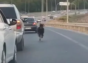 Bursa otobanında keçi alarmı! Sürücülerle yarıştı