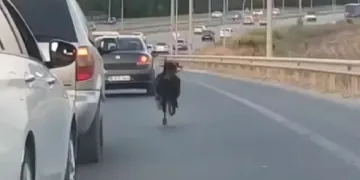 Bursa otobanında keçi alarmı! Sürücülerle yarıştı