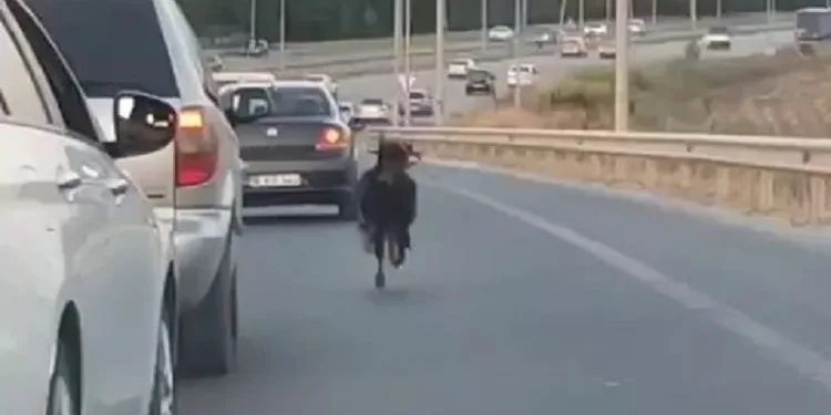 Bursa otobanında keçi alarmı! Sürücülerle yarıştı