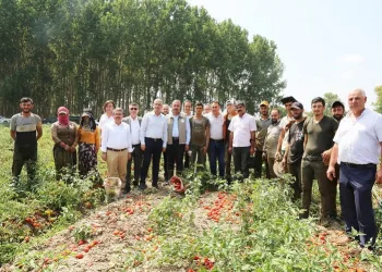 Bursa’da domates hasadında salça fabrikalarına çağrı