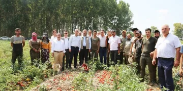 Bursa’da domates hasadında salça fabrikalarına çağrı
