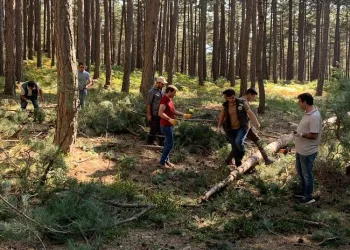 Bursa ormanlarında zengin tohum yılı