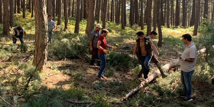 Bursa ormanlarında zengin tohum yılı