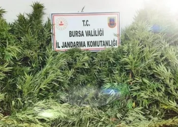 Bursa’da evin bahçesinde ekili kenevir ele geçirildi