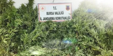 Bursa’da evin bahçesinde ekili kenevir ele geçirildi