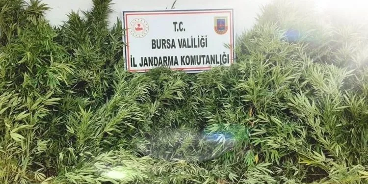 Bursa’da evin bahçesinde ekili kenevir ele geçirildi