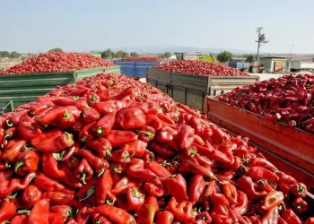 Bursa’da kapya biberinde hasat başladı