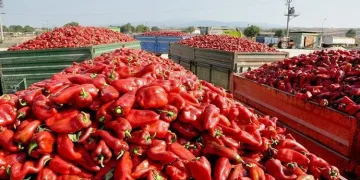 Bursa’da kapya biberinde hasat başladı