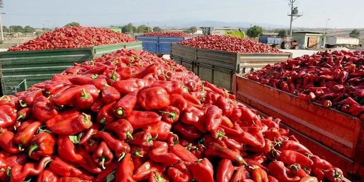 Bursa’da kapya biberinde hasat başladı