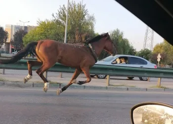 Bursa’da ana yolda başıboş at paniği