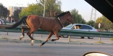 Bursa’da ana yolda başıboş at paniği