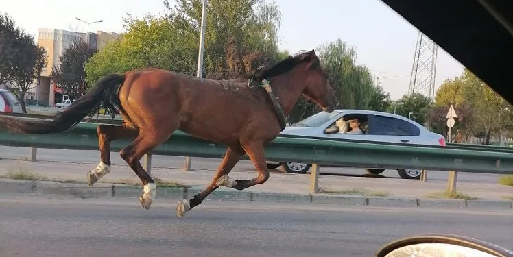 Bursa’da ana yolda başıboş at paniği
