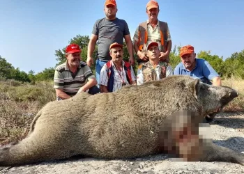 Bursa’da 400 kiloluk domuzu vurdular