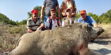 Bursa’da 400 kiloluk domuzu vurdular