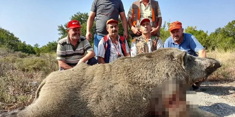 Bursa’da 400 kiloluk domuzu vurdular