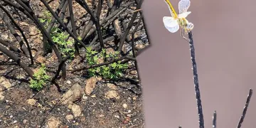 Yanan ormanda ilk hayıtlar filizlendi