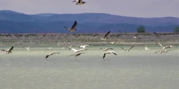 Ak Peli̇kanlar Göç Hazırlığına Kanat Çırpıyor