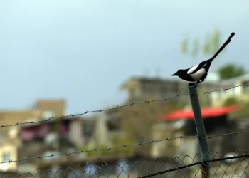 Avustralyada Annesi̇ni̇n Kucağında Saksağan Saldırısına Uğrayan Bebek Öldü