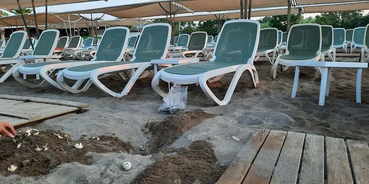 Caretta katliamı’nda iki oteli ağır cezalar bekliyor