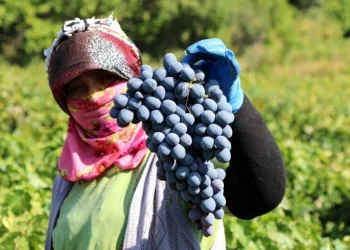 Ci̇mi̇n Üzümü Tezgahtaki̇ Yeri̇ni̇ Almaya Başladı