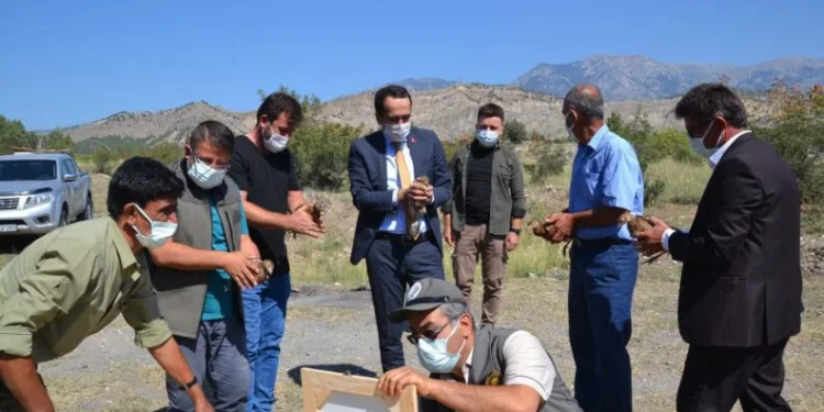Çorumda 300 Sülün Doğaya Salındı