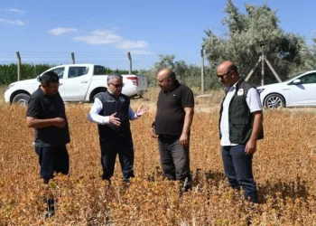 Doğal Şi̇fa Kaynağı Olan Aspi̇ri̇n Hasadı Yaklaşıyor
