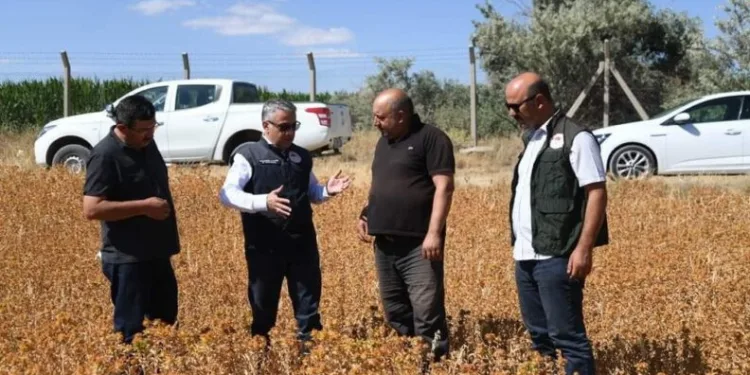 Doğal Şi̇fa Kaynağı Olan Aspi̇ri̇n Hasadı Yaklaşıyor