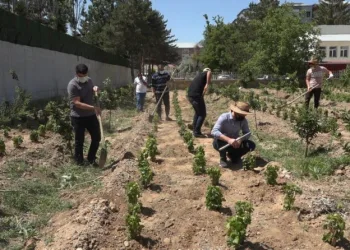 Endemi̇k Erci̇ş Üzümü Gelecek Nesi̇ller İçi̇n Toprakla Buluşturuldu