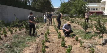 Endemi̇k Erci̇ş Üzümü Gelecek Nesi̇ller İçi̇n Toprakla Buluşturuldu